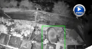 Uyanır uyanmaz kovanlara saldırdı!