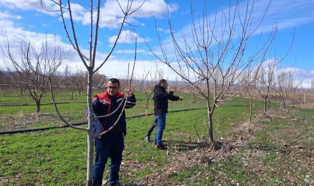 Uzmanlardan çiftçilere budama eğitimi