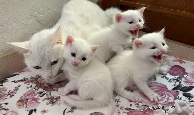 Van kedilerinden 2026'nın ilk yavruları dünyaya geldi