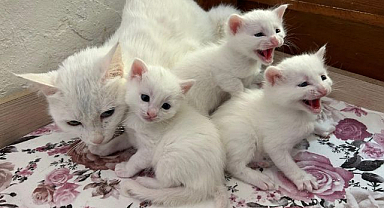Van kedilerinden 2026'nın ilk yavruları dünyaya geldi