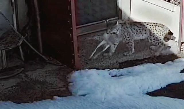 Vaşak tavşanı böyle avladı