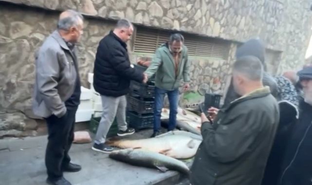 Vatandaşlar dev balık için yarıştı