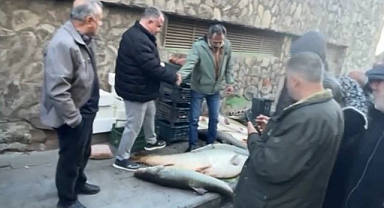 Vatandaşlar dev balık için yarıştı