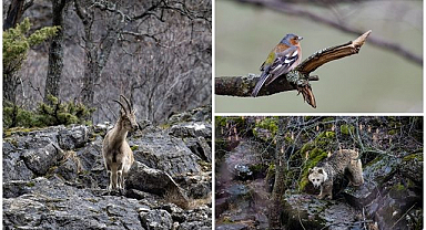 Yaban hayatına ev sahipliği yapıyor