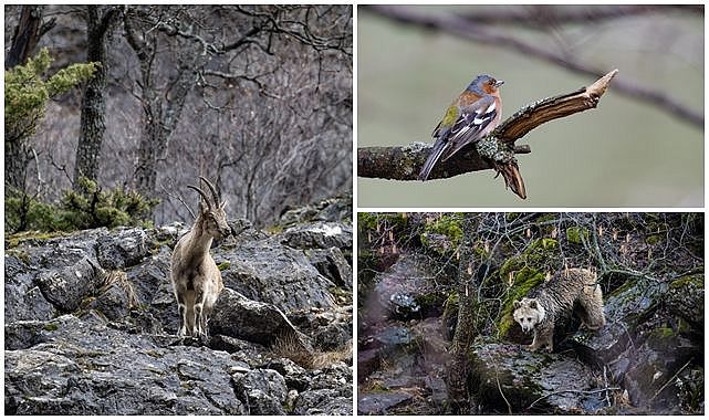 Yaban hayatına ev sahipliği yapıyor
