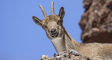 Yaban keçileri yiyecek ararken görüntülendi