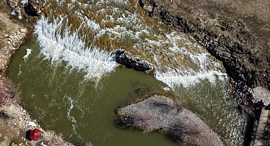Yağışlar inci kefalinin üreme yolunu açtı