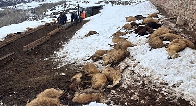 Yedikleri yemden zehirlendiler! 