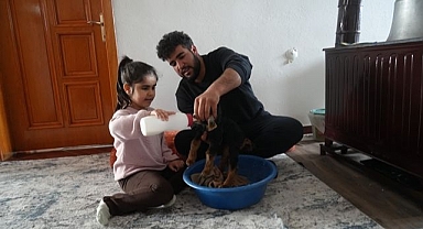 Yeni doğan oğlaklara özenli bakım