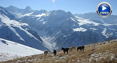 Yılkı atları karlar içinde görüntülendi