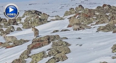 Yol kenarında yiyecek aradılar