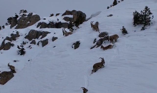 Zorlu coğrafyada dağ keçileri görüntülendi