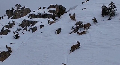 Zorlu coğrafyada dağ keçileri görüntülendi