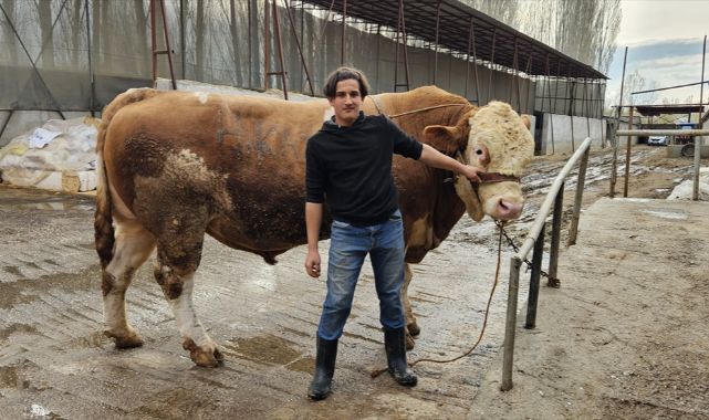 1 ton 190 kiloluk kurbanlık boğa alıcısını bekliyor