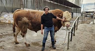 1 ton 190 kiloluk kurbanlık boğa alıcısını bekliyor