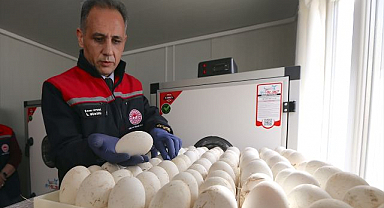 1500 kaz yumurtası modern kuluçkada