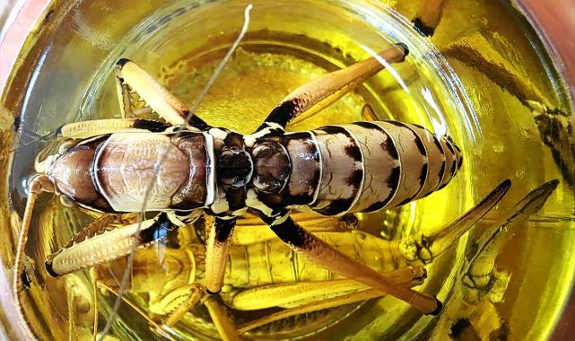 71 çekirge türü daha tespit edildi