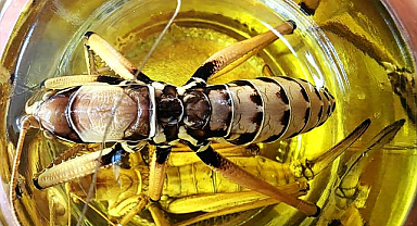 71 çekirge türü daha tespit edildi