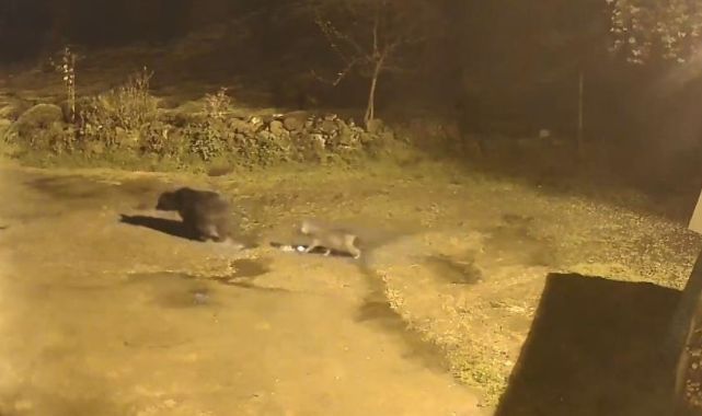 Aç kalan ayılar köylere indi 