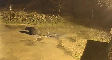 Aç kalan ayılar köylere indi 