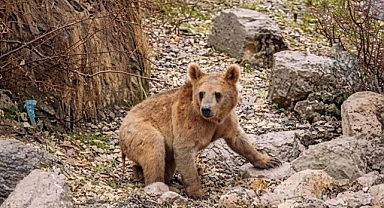 Aç kalan ayılar mahalleye indi