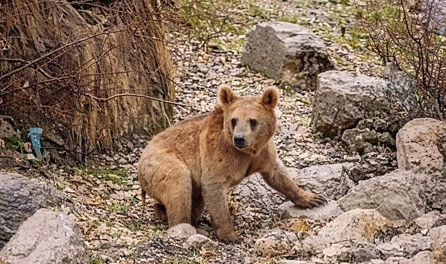 Aç kalan ayılar mahalleye indi