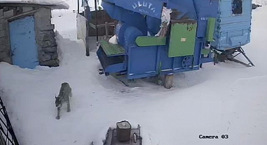 Aç kalan vaşak köye indi