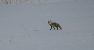 Aç tilkinin kar altındaki avı kamerada