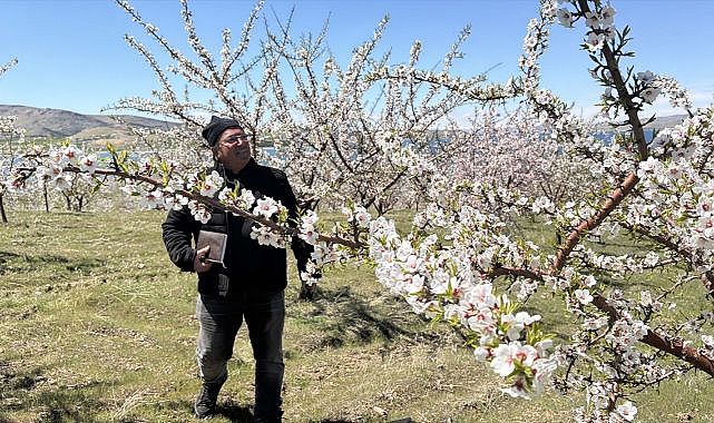 Ağaçlardaki çiçek yoğunluğu rekolte beklentisini artırdı