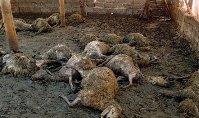 Ağıla giren kurt 30 koyunu telef etti!