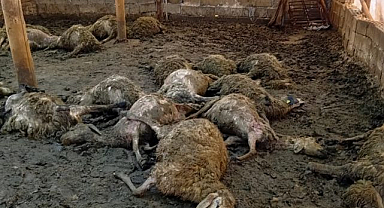 Ağıla giren kurt 30 koyunu telef etti!