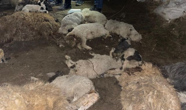 Ahır çöktü: 56 küçükbaş hayvan telef oldu