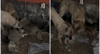 Ahıra girmeye çalışan kurdun sonunu getirdiler