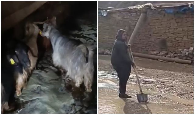 Ahırı su bastı, hayvanlar kurtarıldı.