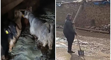 Ahırı su bastı, hayvanlar kurtarıldı.