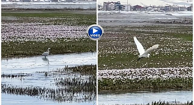 Akbalıkçıllar yiyecek ararken görüntülendi