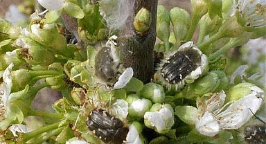 Aman dikkat! Mahsulünüz ziyan olabilir