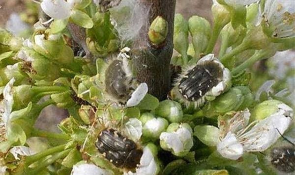 Aman dikkat! Mahsulünüz ziyan olabilir