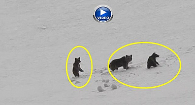 Anne ayı ve yavruları görüntülendi