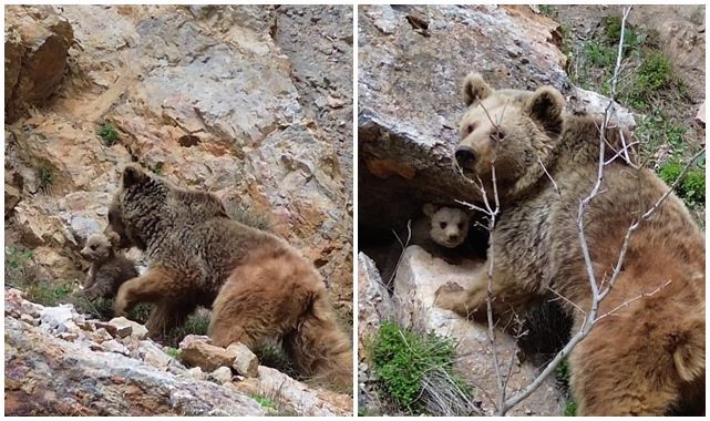 Anne ayı ve yavrusu görüntülendi