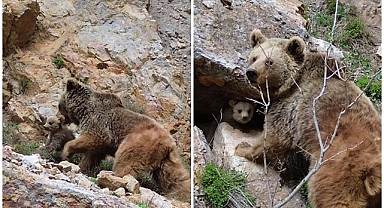 Anne ayı ve yavrusu görüntülendi