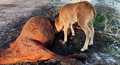 Annesini kaybeden tayın görüntüsü yürekleri burktu