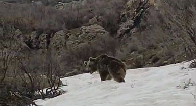 Ayı kış uykusundan uyanıp yiyecek aradı
