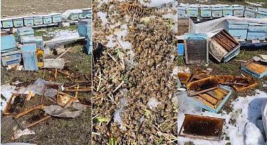 Ayılar kış uykusundan uyandı, kovanlara saldırdı