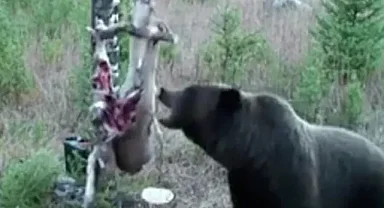 Ayıya elektrikli tuzak bile engel olamadı