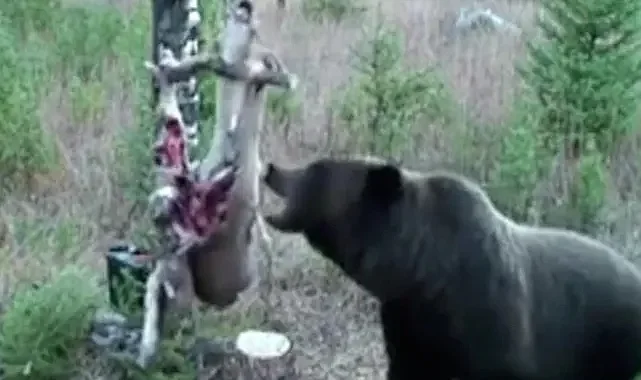 Ayıya elektrikli tuzak bile engel olamadı