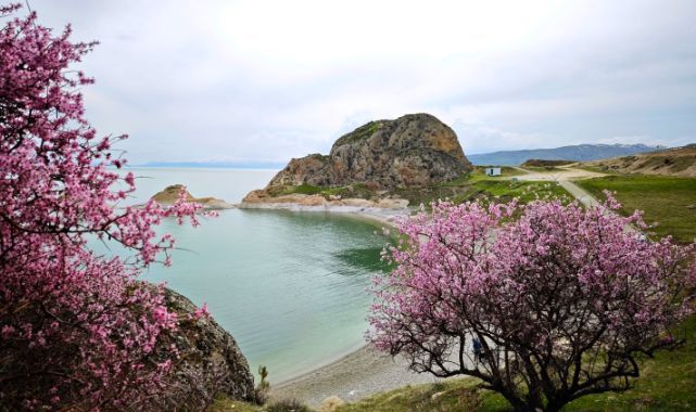 Badem çiçekleri doğayı renklendirdi