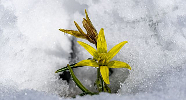 Baharda çiçekler kar altında kaldı