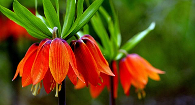 Baharın habercileri kendini gösterdi