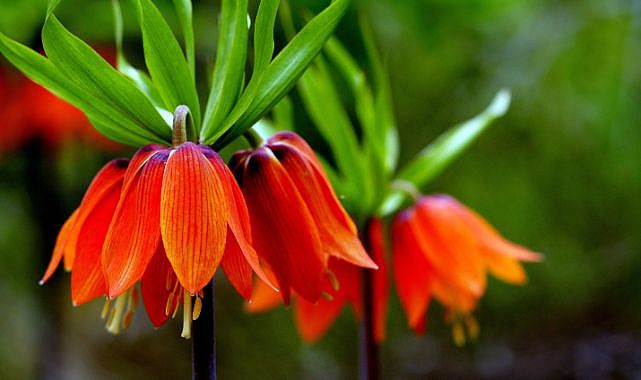 Baharın habercileri kendini gösterdi